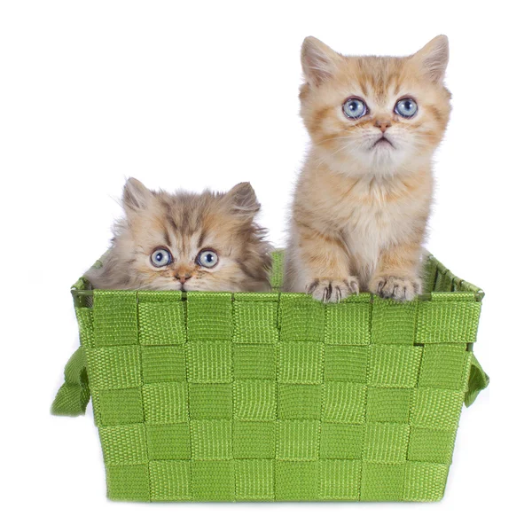 Två söta Perser kattunge — Stockfoto