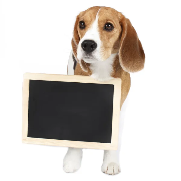 stock image Beagle with black board