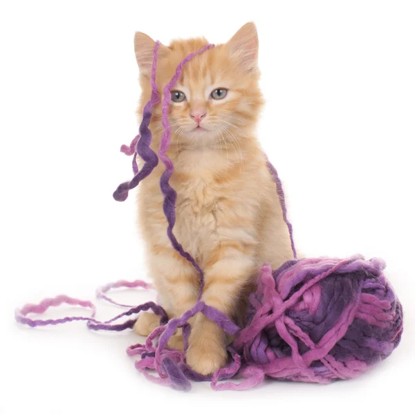 Котенок с шерстяным шариком — стоковое фото