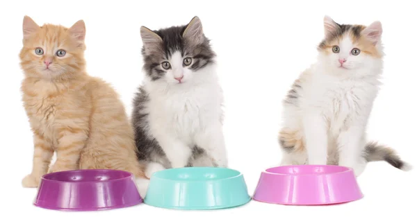 Three kitten with food bowls — Stock Photo, Image