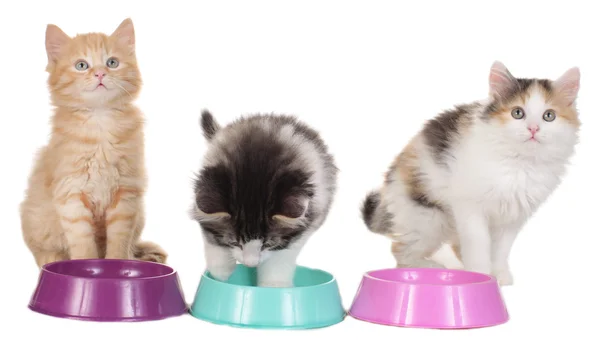 Три котенка с мисками для еды — стоковое фото