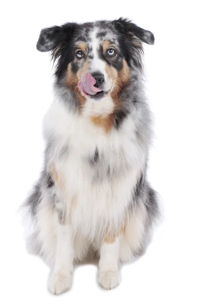 Australian shepherd dog — Stock Photo, Image