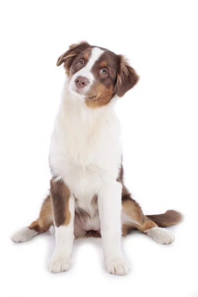 Söta australian shepherd valp — Stockfoto