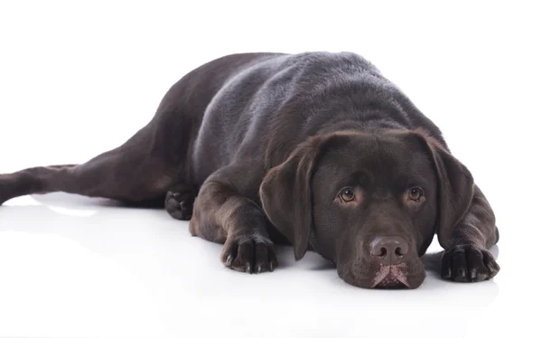 Tired labrador dog — Stock Photo, Image