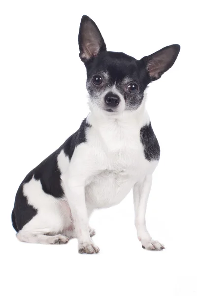 Chihuahua perro — Foto de Stock