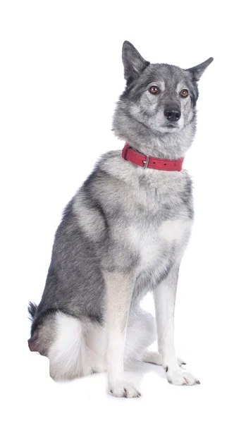 Pies Husky z kołnierzem — Zdjęcie stockowe