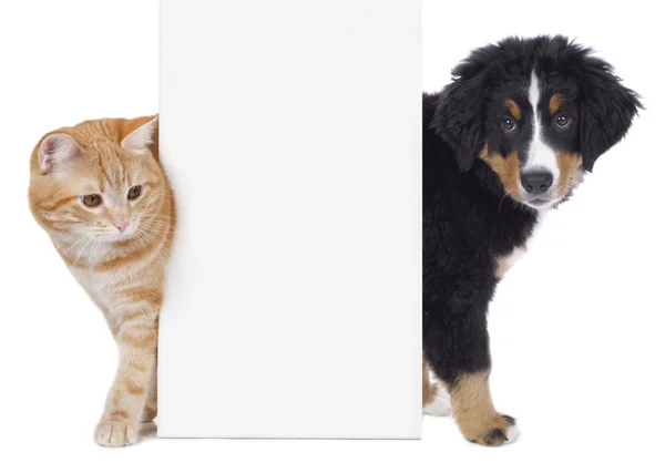 Gato y perro mirando alrededor de una pizarra blanca —  Fotos de Stock