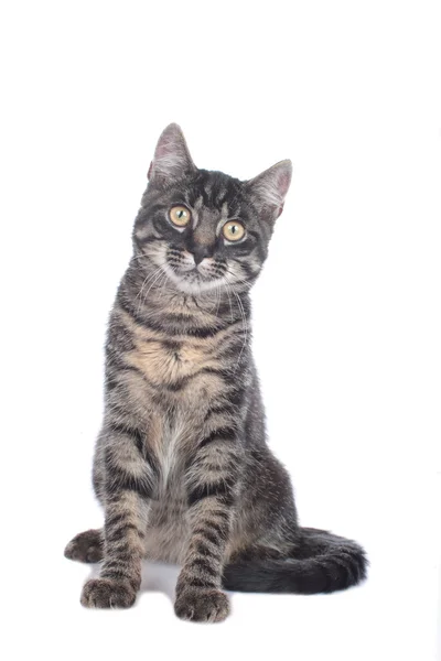 Yerli kedi oturan — Stok fotoğraf