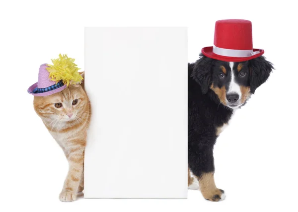 Chat et chien avec des chapeaux drôles — Photo