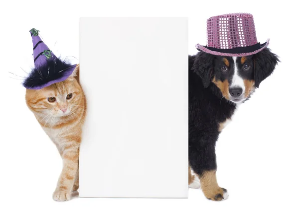 Kedi ve köpek komik şapkalar