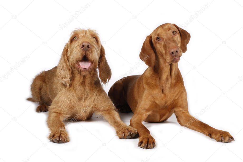 Two hunting dogs lying on white