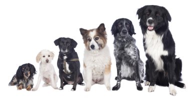 Altı farklı köpekler karışık grup