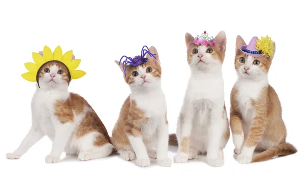 Fyra roliga katter med carnival hattar — Stockfoto