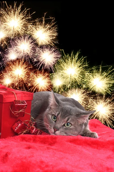 Anxiouis kočka s ohňostrojem — Stock fotografie