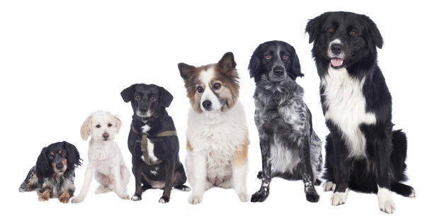 Group of six different mixed dogs