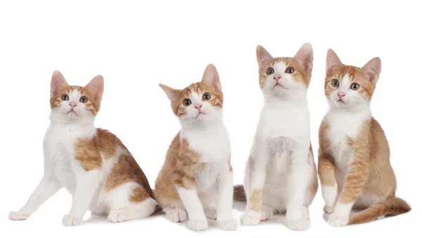 Четыре кошки, изолированные в ряд — стоковое фото