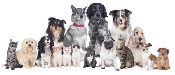 Big group of pets — Stock Photo, Image