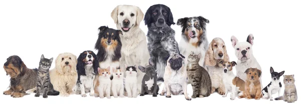 Big group of pets — Stock Photo, Image