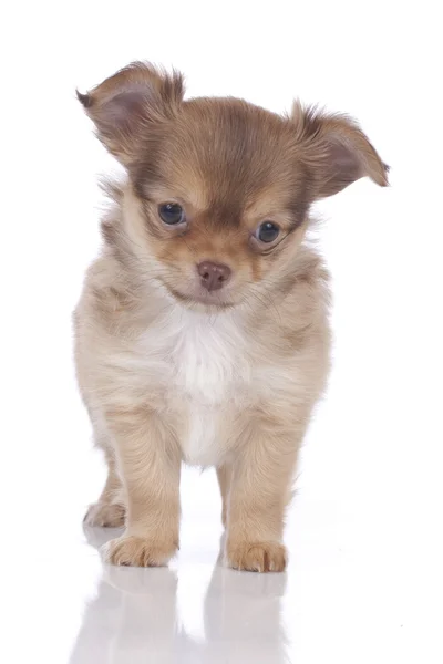 Chihuahua χαριτωμένο κουτάβι — Φωτογραφία Αρχείου