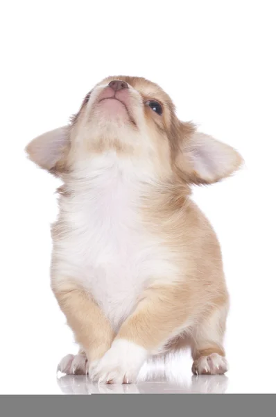 Söt chihuahua valp — Stockfoto