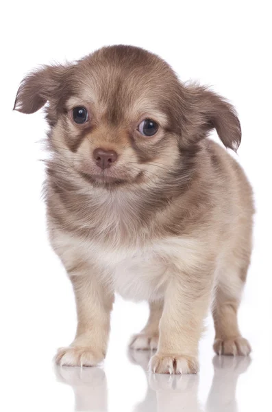 Chiot chihuahua mignon — Photo