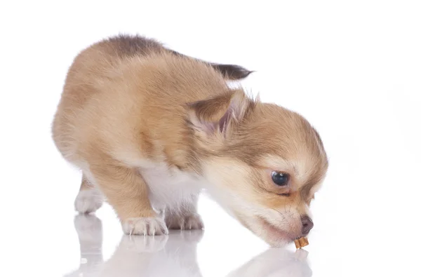 Little chihuahua dog easts a goodie — Stock Photo, Image