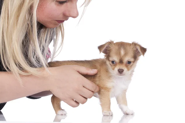 Kadın küçük chihuahua köpek tutar — Stok fotoğraf