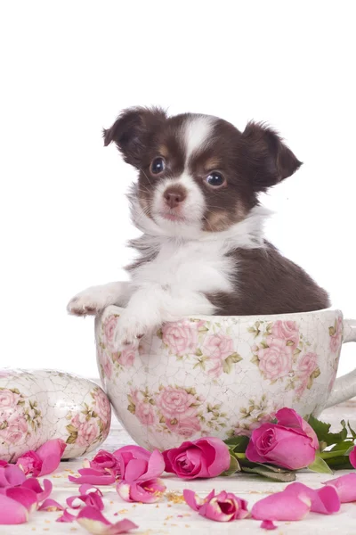 Niedlicher Chihuahua-Welpe in einer Tasse — Stockfoto