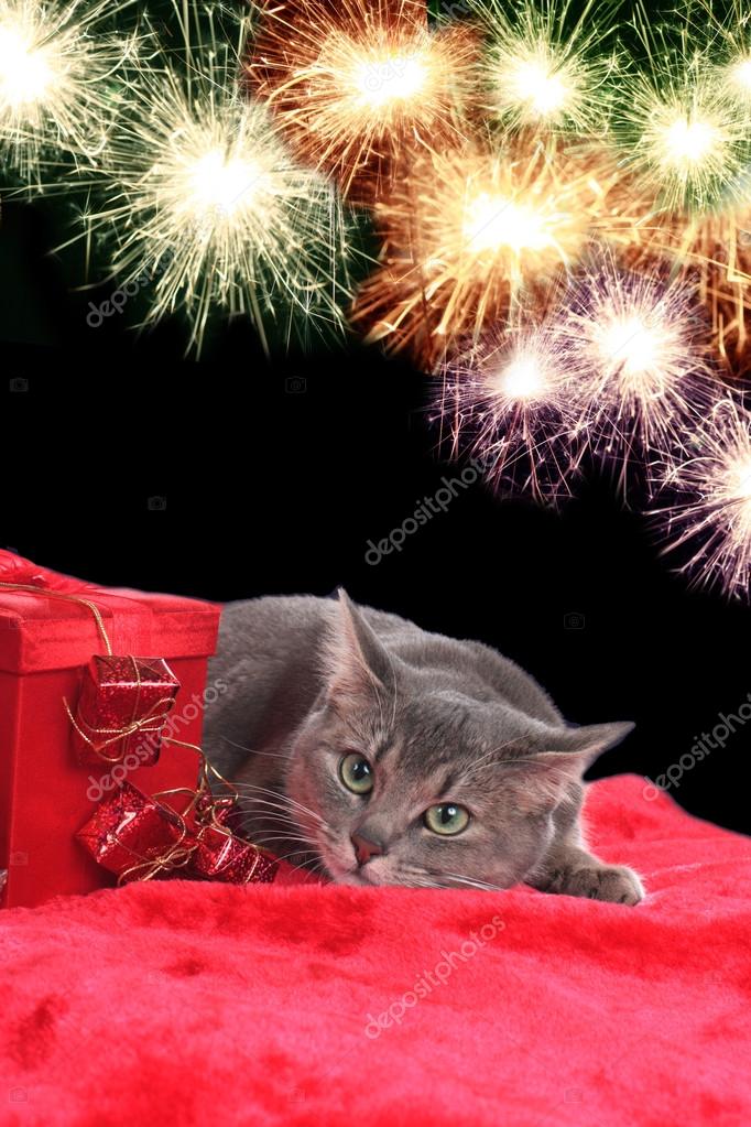 depositphotos_61965315-stock-photo-anxiouis-cat-with-fireworks.jpg