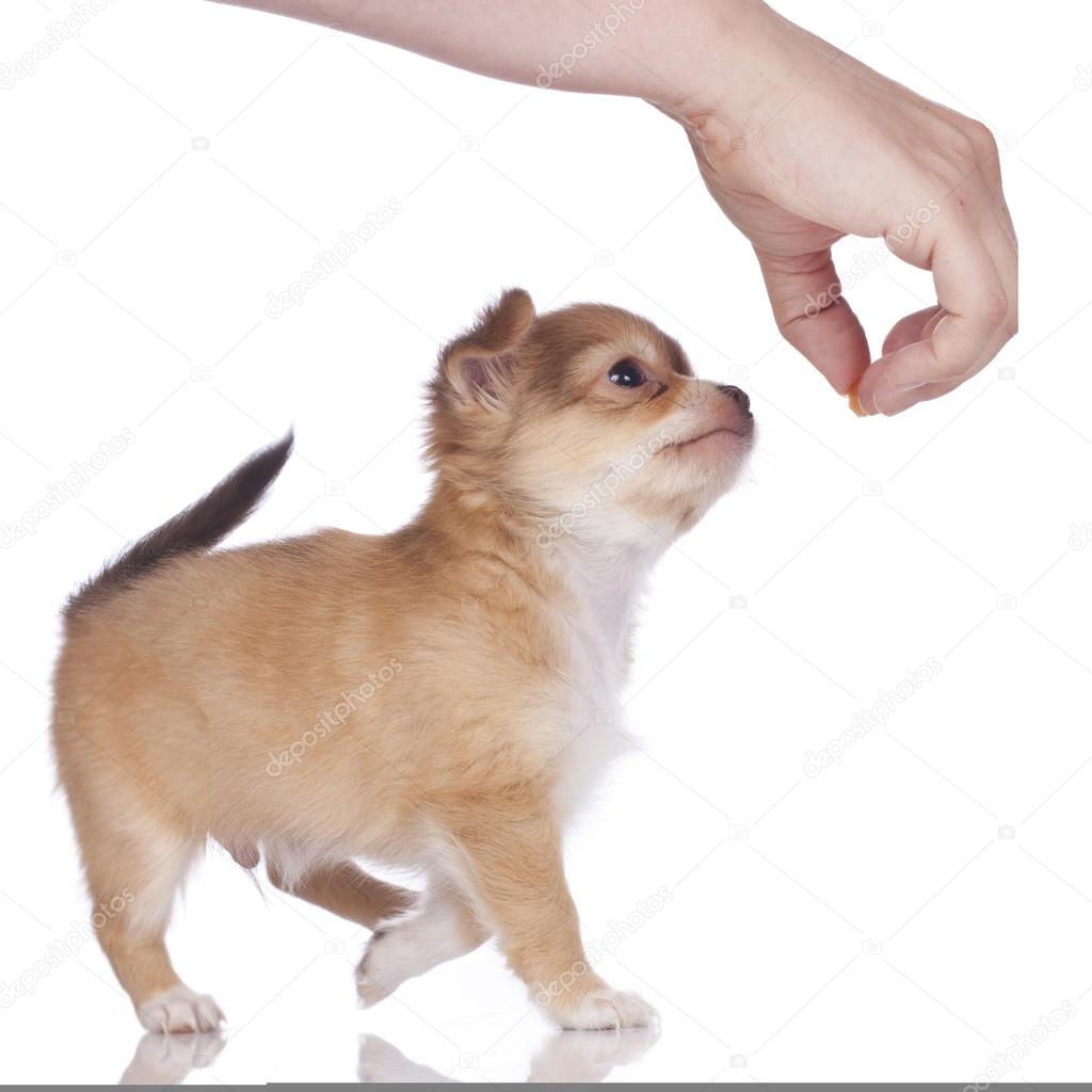 mat till chihuahua valp mat till chihuahua valp