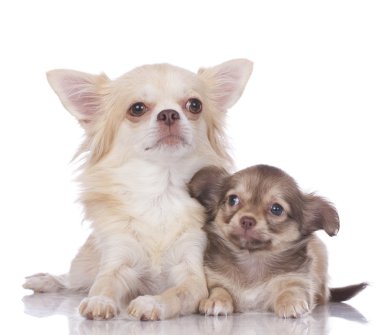 Chihuahua köpek anne ve yavrusu