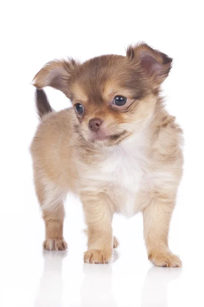 Cute chihuahua puppy — Stock Photo, Image