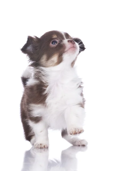 Roztomilý čivava štěně — Stock fotografie