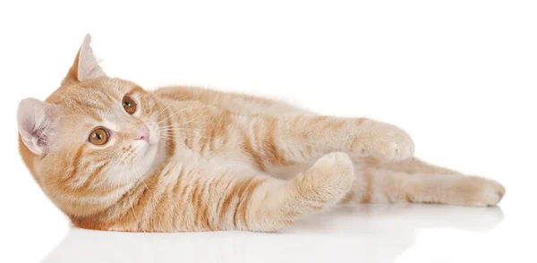 Red domestic cat — Zdjęcie stockowe