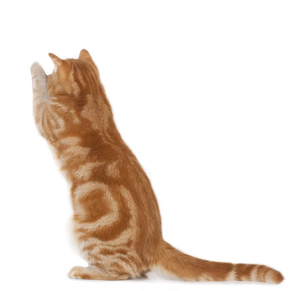 Красный домашний кот — стоковое фото