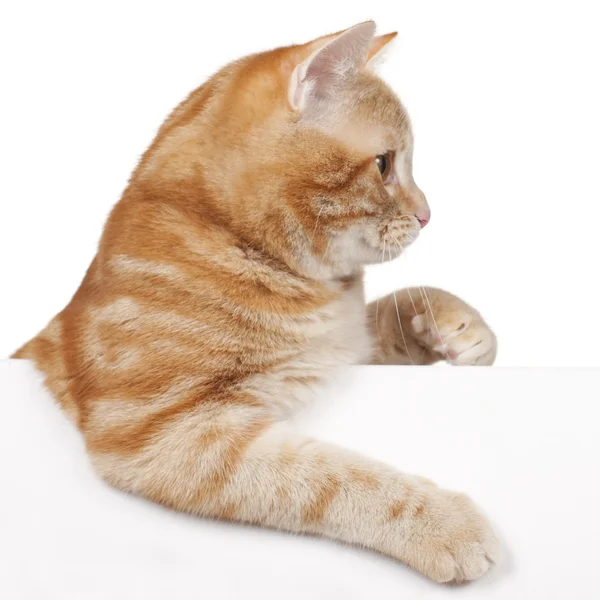 Red domestic cat — Stock Photo, Image