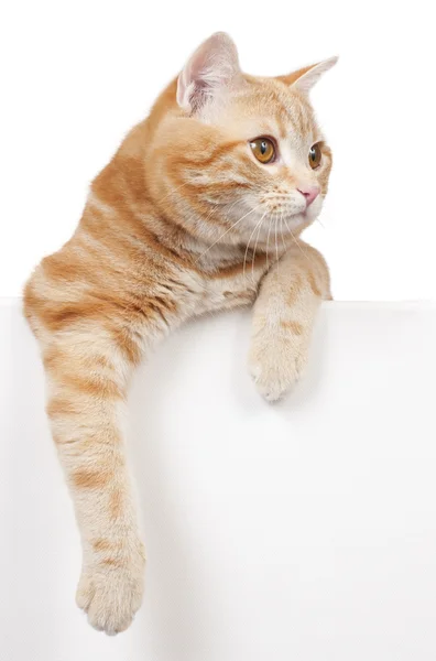 Gato doméstico rojo — Foto de Stock