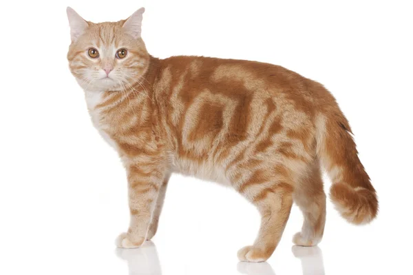 Red domestic cat — Stock Photo, Image