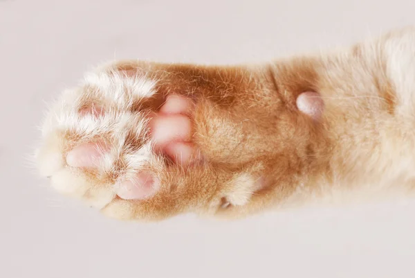 Pata de um gato vermelho — Fotografia de Stock