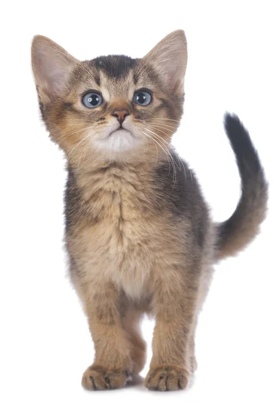 Carino gattino domestico — Foto Stock