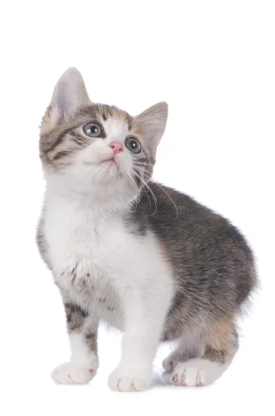 Gatinho doméstico bonito — Fotografia de Stock