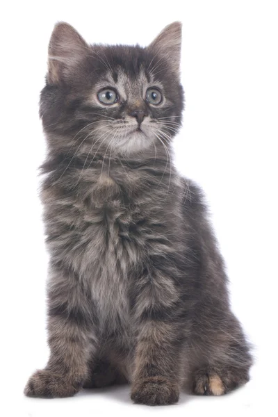Carino gattino domestico — Foto Stock