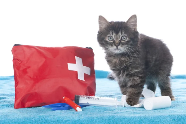 Söt kattunge med första hjälpen-kit — Stockfoto