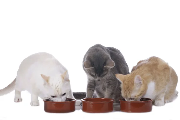 Three cats with foodbowls — Stock Photo, Image