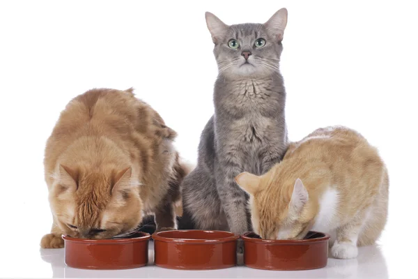 Foodbowls で 3 匹の猫 — ストック写真