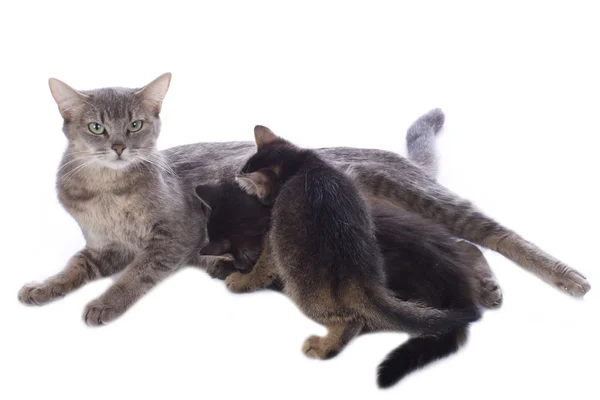 Gato mãe com gatinho — Fotografia de Stock