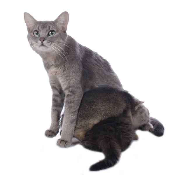 Cat mamma con gattino — Foto Stock