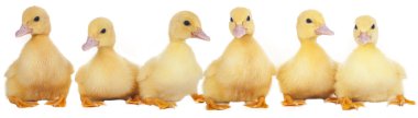 Paskalya ducklings üst üste