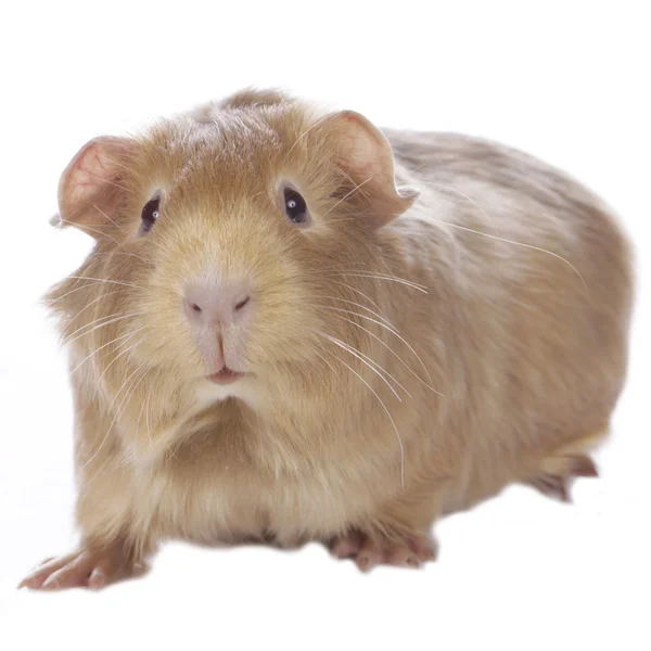 Meerschweinchen — Stockfoto