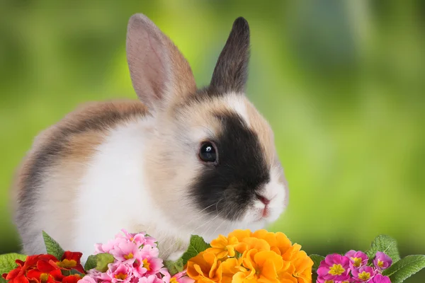 Ładny królik wielkanocny — Zdjęcie stockowe